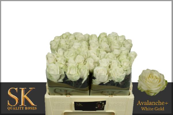 Rose (P) AVALANCHE
